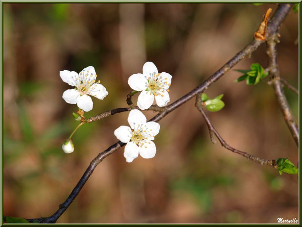 Arbrisseau en fleurs printanières au Parc de la Chêneraie à Gujan-Mestras (Bassin d'Arcachon)