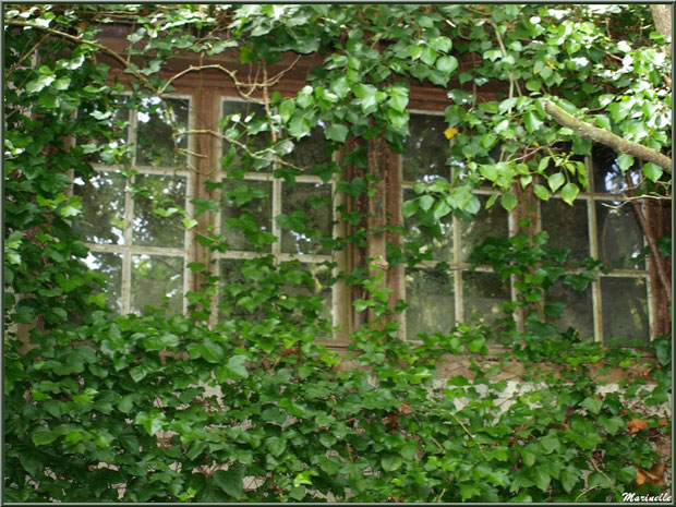 Habitation abandonné cachée par le lierre en bordure du Trieux, Pontrieux, Côte d'Armor (22) 