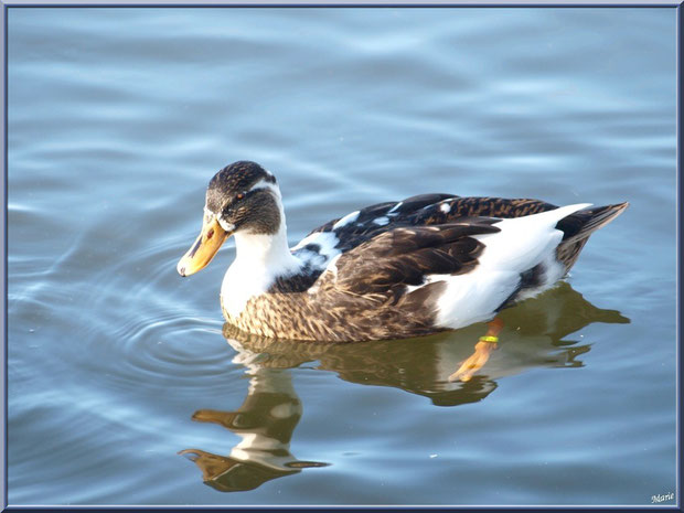 Canard dans le bassin à l'entrée du Parc de la Chêneraie à Gujan-Mestras (Bassin d'Arcachon)