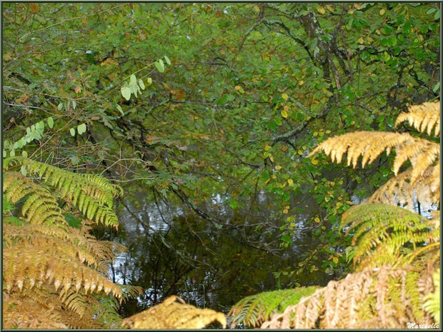 Végétation automnale en bordure du Canal des Landes au Parc de la Chêneraie à Gujan-Mestras (Bassin d'Arcachon)