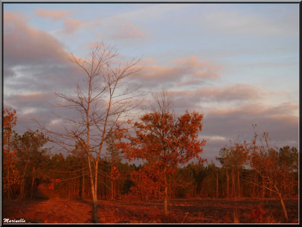 Soleil couchant en forêt automnale sur le Bassin d'Arcachon (33) 