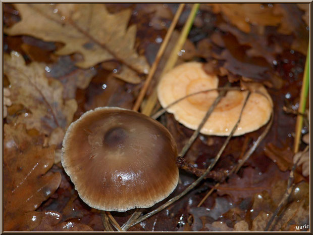 Collybie et Lactaire Zoné en cohabitation en forêt sur le Bassin d'Arcachon