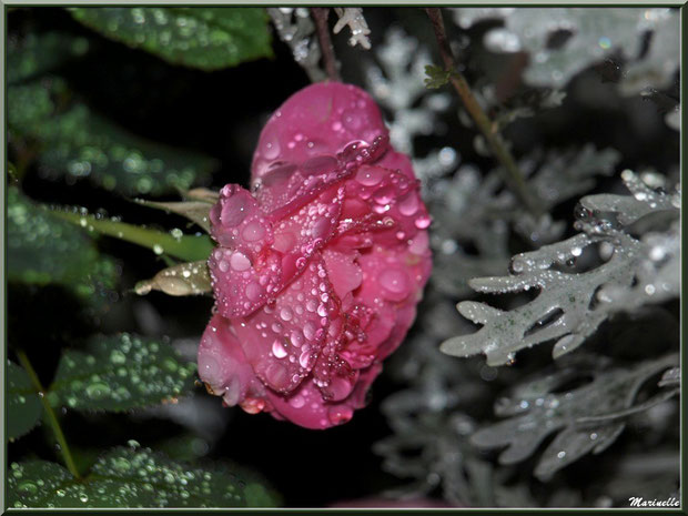 Rose rose après ondée, au jardin
