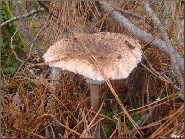 Lépiote Elevée ou Coulemelle en forêt sur le Bassin d'Arcachon