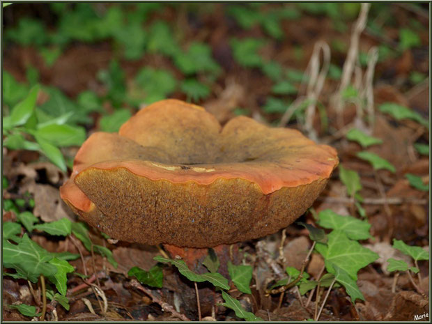 Bolet à pied rouge en forêt sur le Bassin d'Arcachon