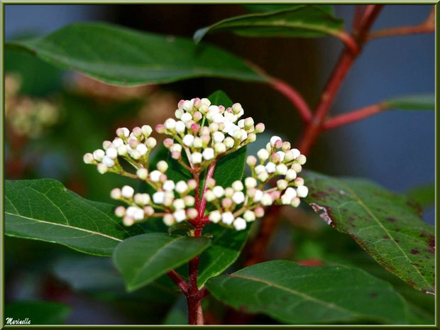 Arbuste en fleurs au Parc de la Chêneraie à Gujan-Mestras (Bassin d'Arcachon)