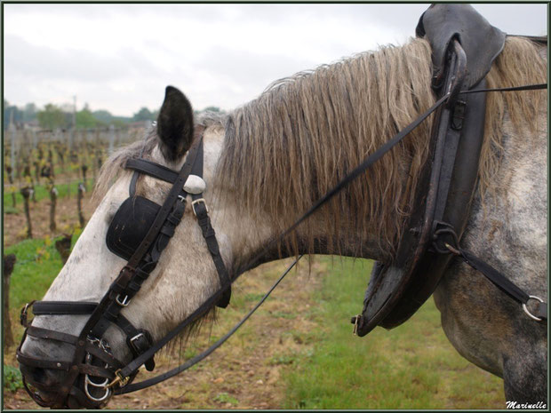 Portrait d'un des chevaux de trait de "Cheval des Vignes", dans un vignoble à St Sulpice de Faleyrens (33) en avril 2012 