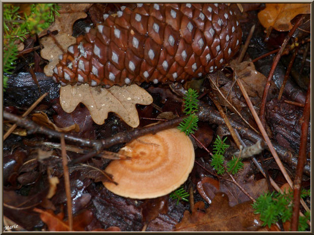 Lactaire Sanguin et pomme de pin en forêt sur le Bassin d'Arcachon