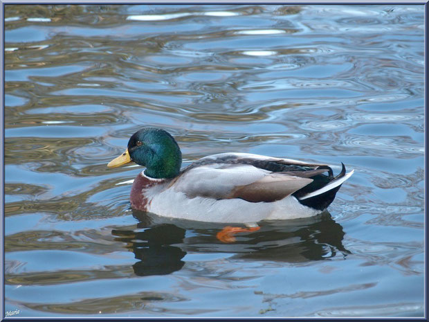 Canard Colvert dans le bassin à l'entrée du Parc de la Chêneraie à Gujan-Mestras (Bassin d'Arcachon)