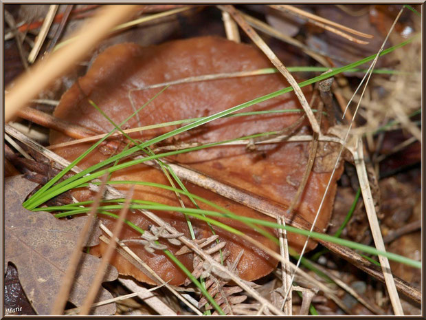 Lactaire Roux en forêt sur le Bassin d'Arcachon