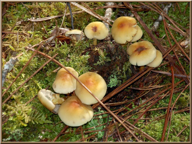 Hypholomes en Touffe sur lit d'aiguilles de pin et de mousse en forêt sur le Bassin d'Arcachon