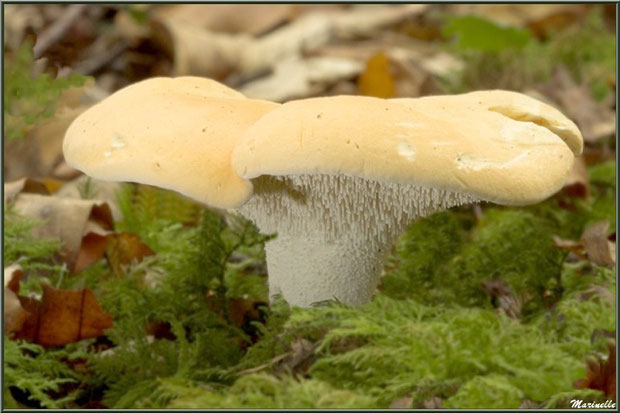 Pied-de-Mouton sur lit de mousse et feuilles de chêne en forêt sur le Bassin d'Arcachon