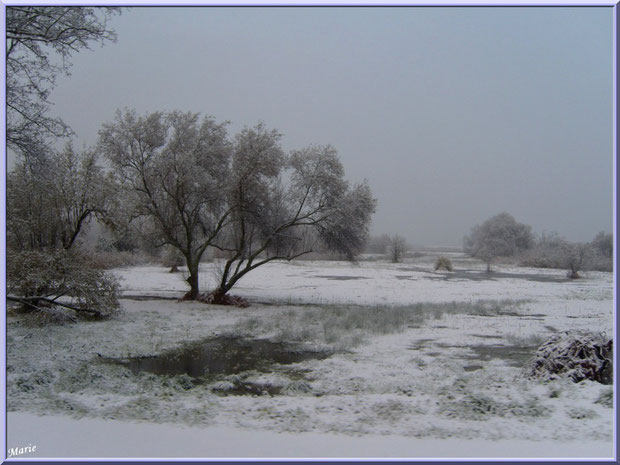 Les prés salés Ouest de La Teste de Buch sous la neige en décembre 2010 Bassin d'Arcachon