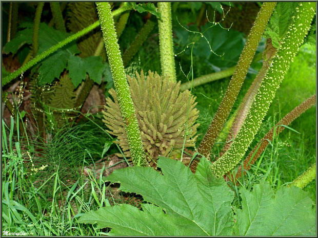 Le Grand Etang : fleur de Gunnera manicata ou Rhubarbes géantes du Brésil - Les Jardins du Kerdalo à Trédarzec, Côtes d'Armor (22)