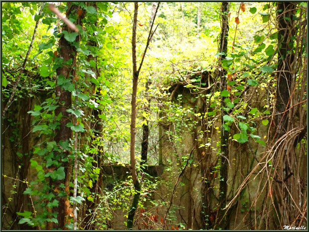 Ruines d'une ancienne ferme, au milieu des bois, envahies par la végétation, forêt sur le Bassin d'Arcachon (33)