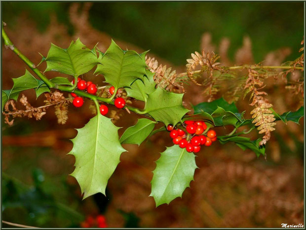 Guirlande de houx fleuri et de fougère automnale, forêt sur le Bassin d'Arcachon (33)