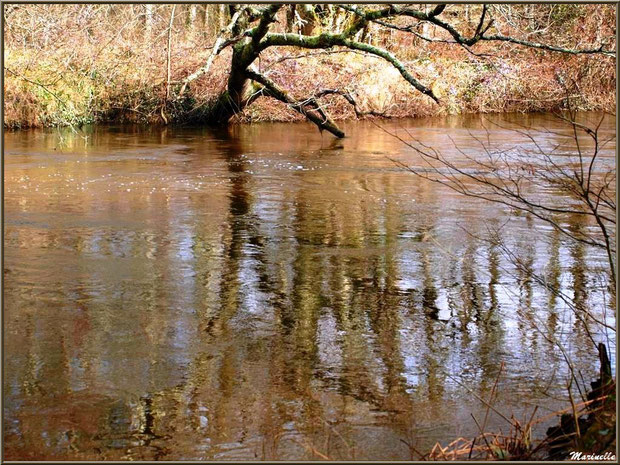 La Leyre et ses reflets en hiver, Sentier du Littoral au lieu-dit Lamothe, Le Teich, Bassin d'Arcachon (33) 