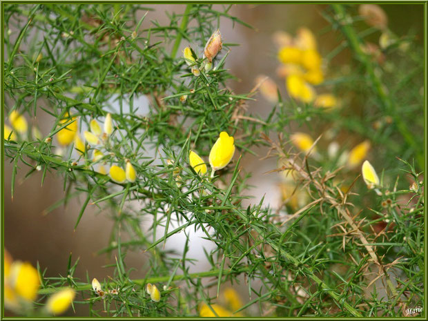 Ajonc en fleurs au Parc de la Chêneraie à Gujan-Mestras (Bassin d'Arcachon)