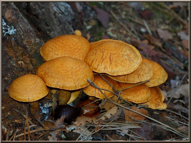 Gymnopiles Remarquables ou Pholiotes Remarquables en forêt sur le Bassin d'Arcachon