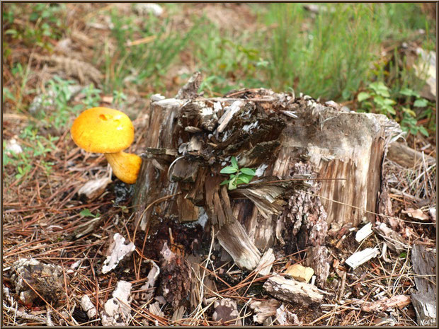 Gymnopile Remarquable ou Pholiote Remarquable en forêt sur le Bassin d'Arcachon