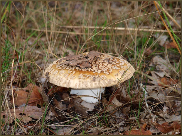 Amanite Panthère en forêt sur le Bassin d'Arcachon
