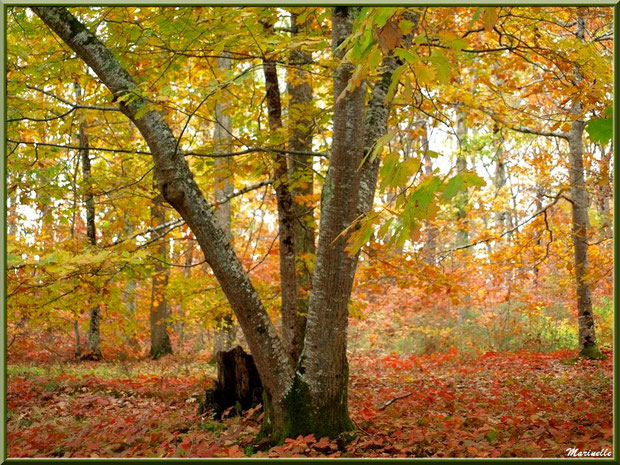 Chênes et sous-bois en période automnale, forêt sur le Bassin d'Arcachon (33)