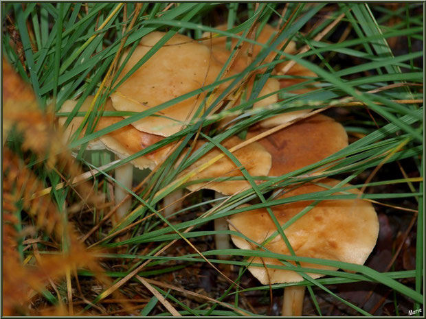 Champignons cachés en famille en forêt sur le Bassin d'Arcachon