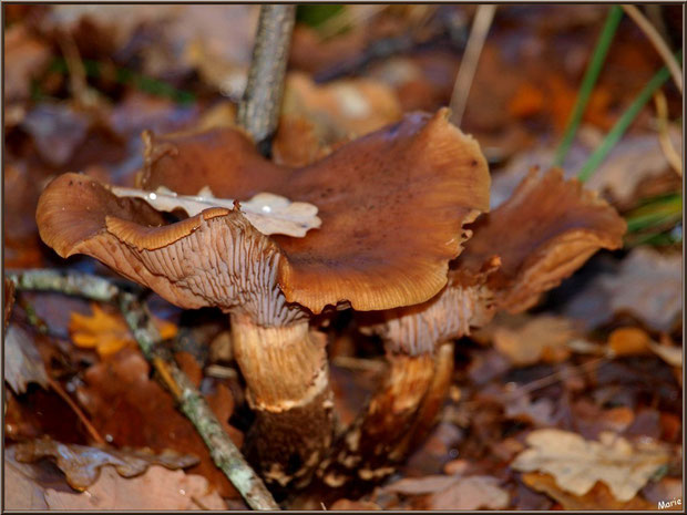 Champignons marron en bouquet en forêt sur le Bassin d'Arcachon