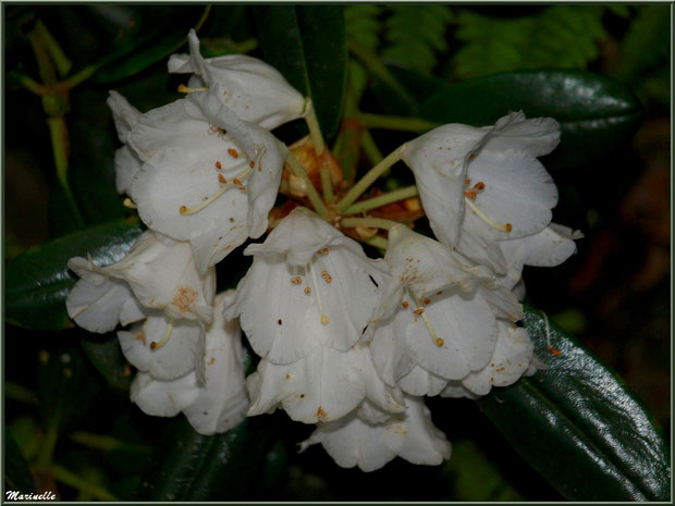 Le sentier de la Vallée du Bas : fleurs de Rhododendron blanc 'Cunningham's White' - Les Jardins du Kerdalo à Trédarzec, Côtes d'Armor (22) 