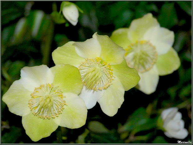 Hellébore ou Rose de Noël au jardin
