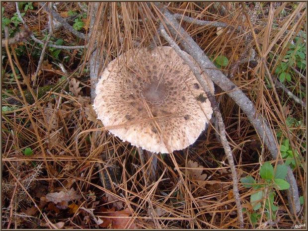 Lépiote Elevée ou Coulemelle en forêt sur le Bassin d'Arcachon