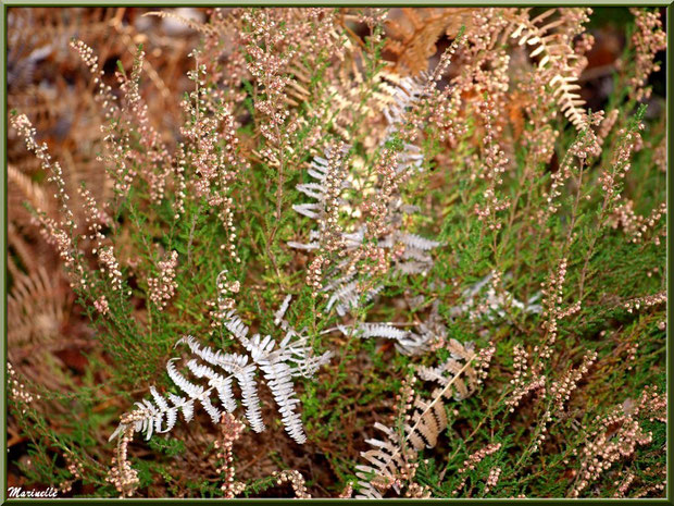 Méli mélo forestier automnal : bruyère et fougères, forêt sur le Bassin d'Arcachon (33)