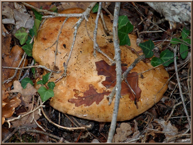 Lactaire Sanguin en forêt sur le Bassin d'Arcachon