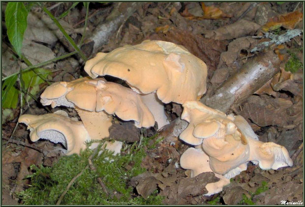 Pieds-de-Mouton sur lit de mousse et feuilles de chêne en forêt sur le Bassin d'Arcachon