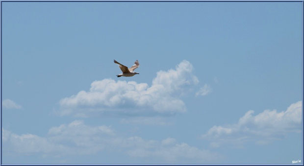 Mouette dans le ciel de Talmont-sur-Gironde, Charente-Maritime