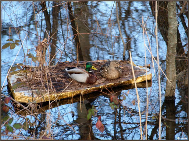 Mr et Mme Canards Colverts, au fil de l'eau sur une planche, Parc de la Chêneraie à Gujan-Mestras, Bassin d'Arcachon (33) 