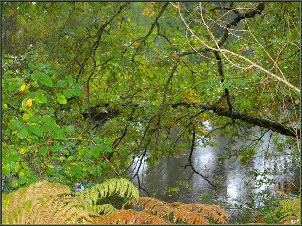 Végétation automnale en bordure du Canal des Landes au Parc de la Chêneraie à Gujan-Mestras (Bassin d'Arcachon)