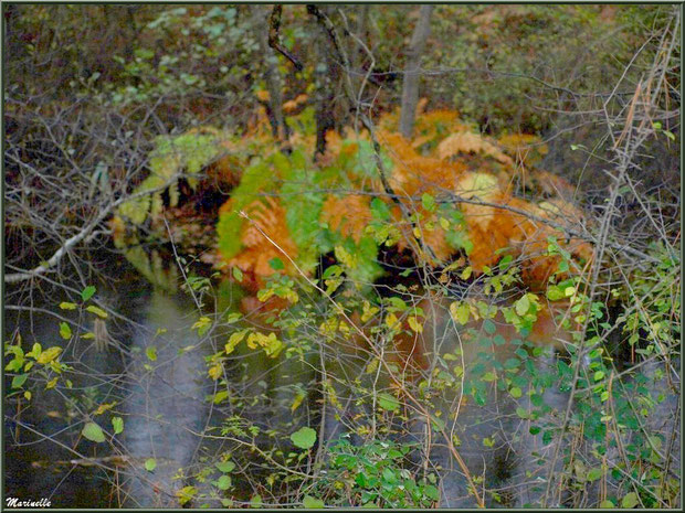 Un jour de pluie, végétation automnale et reflets en bordure du Canal des Landes au Parc de la Chêneraie à Gujan-Mestras (Bassin d'Arcachon)