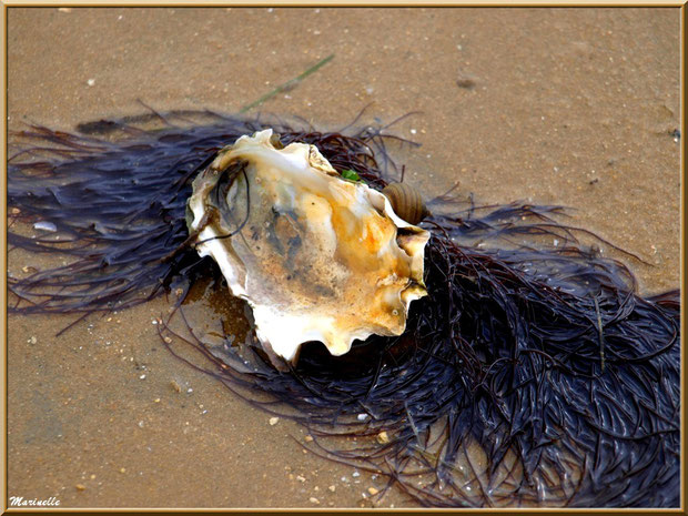 Oeuvre de la mer : Coquille d'huître, bigorneau et varech sur une plage du Bassin d'Arcachon (33)