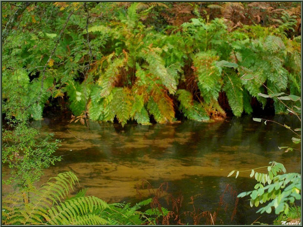 Végétation automnale et reflets sur le Canal des Landes au Parc de la Chêneraie à Gujan-Mestras (Bassin d'Arcachon)