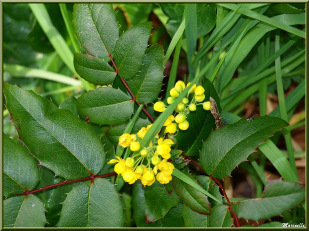 Mahonia Faux Houx ou Mahonia à Feuilles de Houx en fleurs, flore Bassin d'Arcachon (33) 