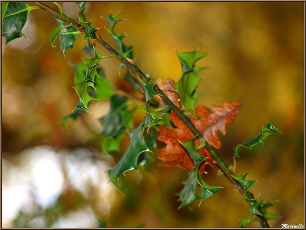 Feuilles de chêne et houx en tenue automnale, forêt sur le Bassin d'Arcachon (33)