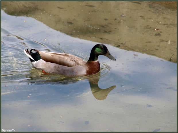 Canard au fil de l'eau d'un ruisseau à la Pisciculture des Sources à Laruns, Vallée d'Ossau (64)