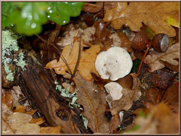 Clitocybes Blancs ou des Résineux en forêt sur le Bassin d'Arcachon