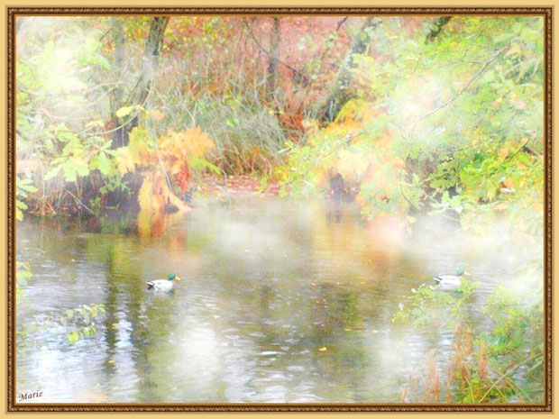 Canards Colvert dans la brume au fil du Canal des Landes automnal au Parc de la Chêneraie à Gujan-Mestras (Bassin d'Arcachon)