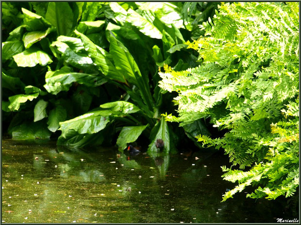 La faune cachée dans la flore du Petit Etang au bas de la Cascade - Les Jardins du Kerdalo à Trédarzec, Côtes d'Armor (22)