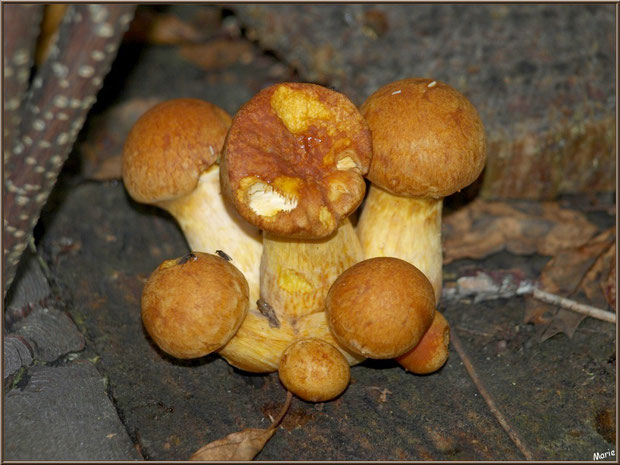 Jeunes Gymnopiles Remarquables ou Pholiotes Remarquables en forêt sur le Bassin d'Arcachon