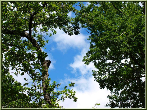 Un bout de ciel au travers des chênes au Parc de la Chêneraie à Gujan-Mestras (Bassin d'Arcachon)