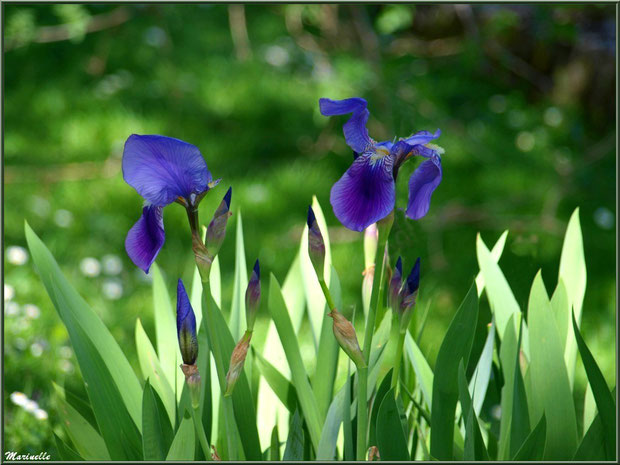 Iris en fleurs à la Pisciculture des Sources à Laruns, Vallée d'Ossau (64) 