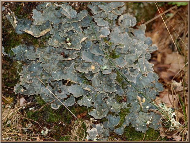 Parmelia Sulcata en forêt du Bassin d'Arcachon